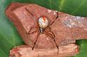 Latrodectus_hasselti_D3495_Z_90_E. of Nuendah homestead_Australie